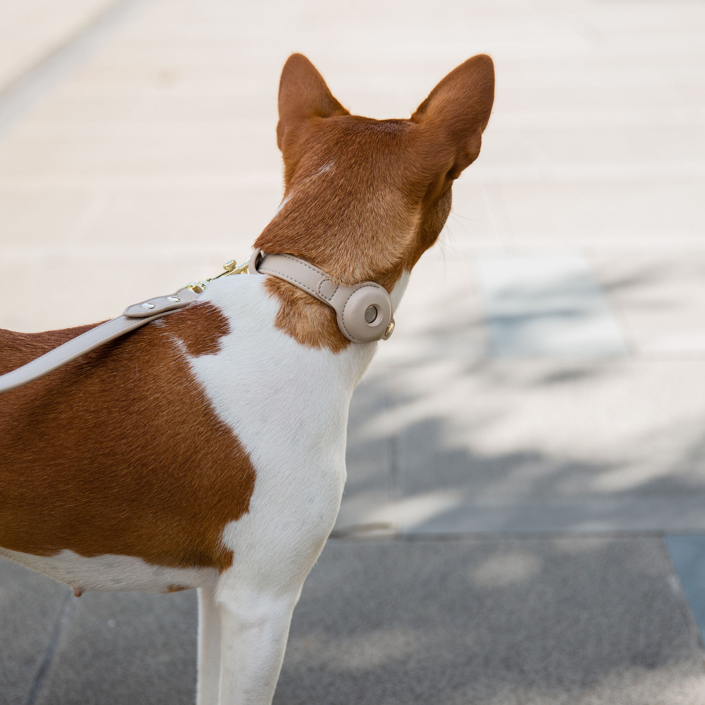 Collar - Compatible con AirTag - Cuero Vegano - Cupertino