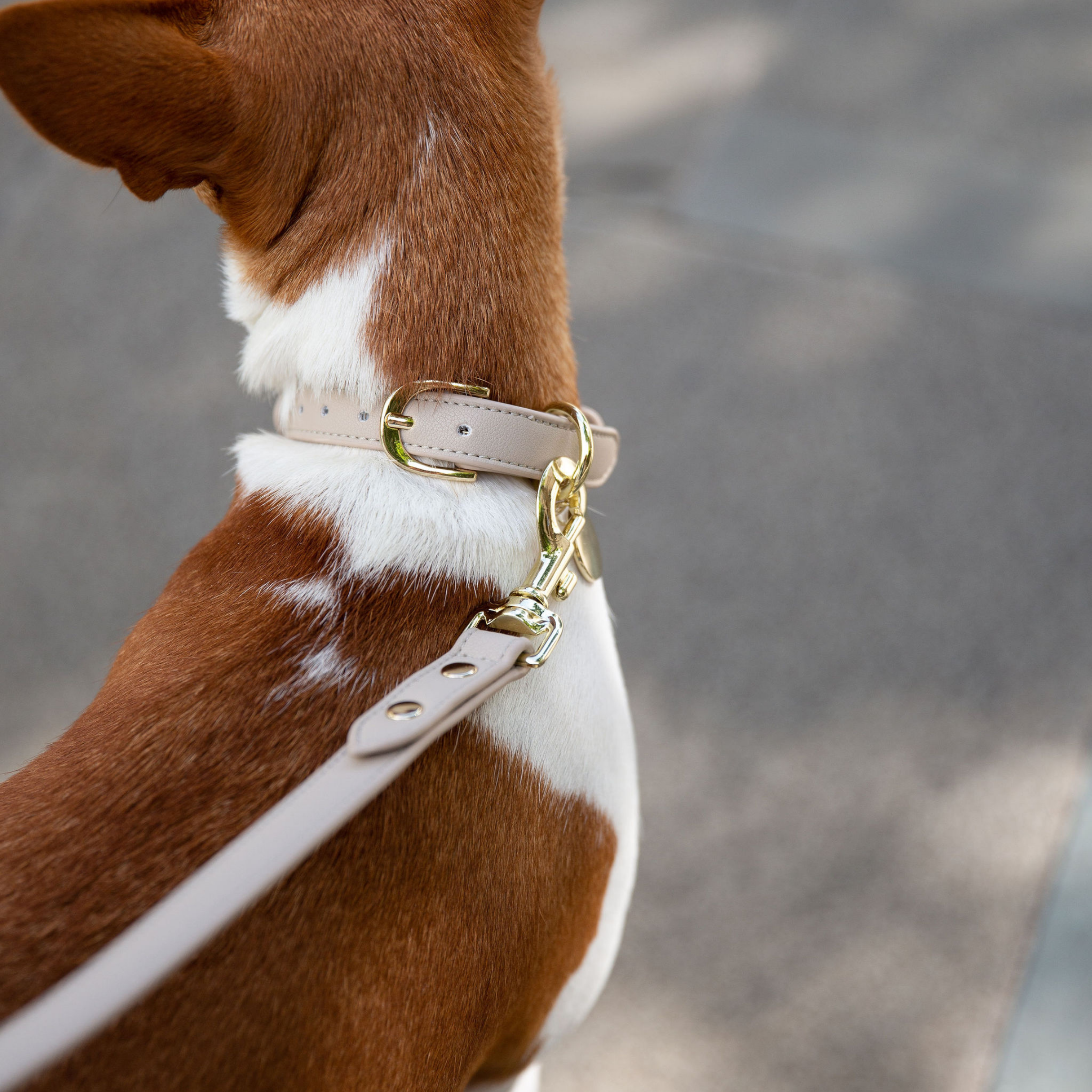 Collar - Compatible con AirTag - Cuero Vegano - Cupertino