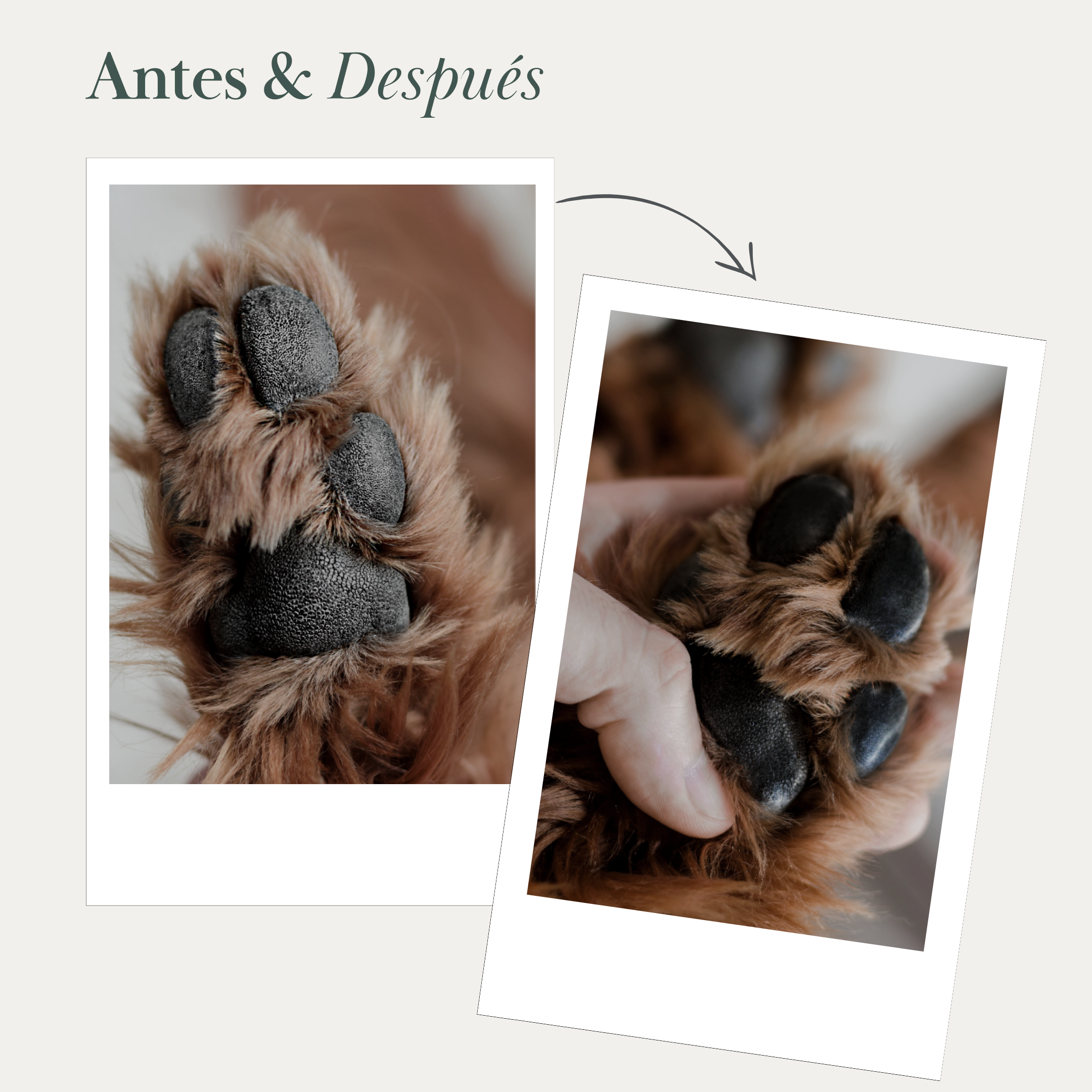 Bálsamo Vegano para Nariz y Almohadillas de Perro