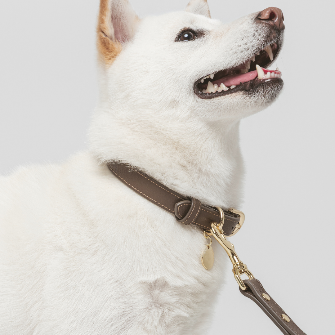 Elevate Coffee Leash