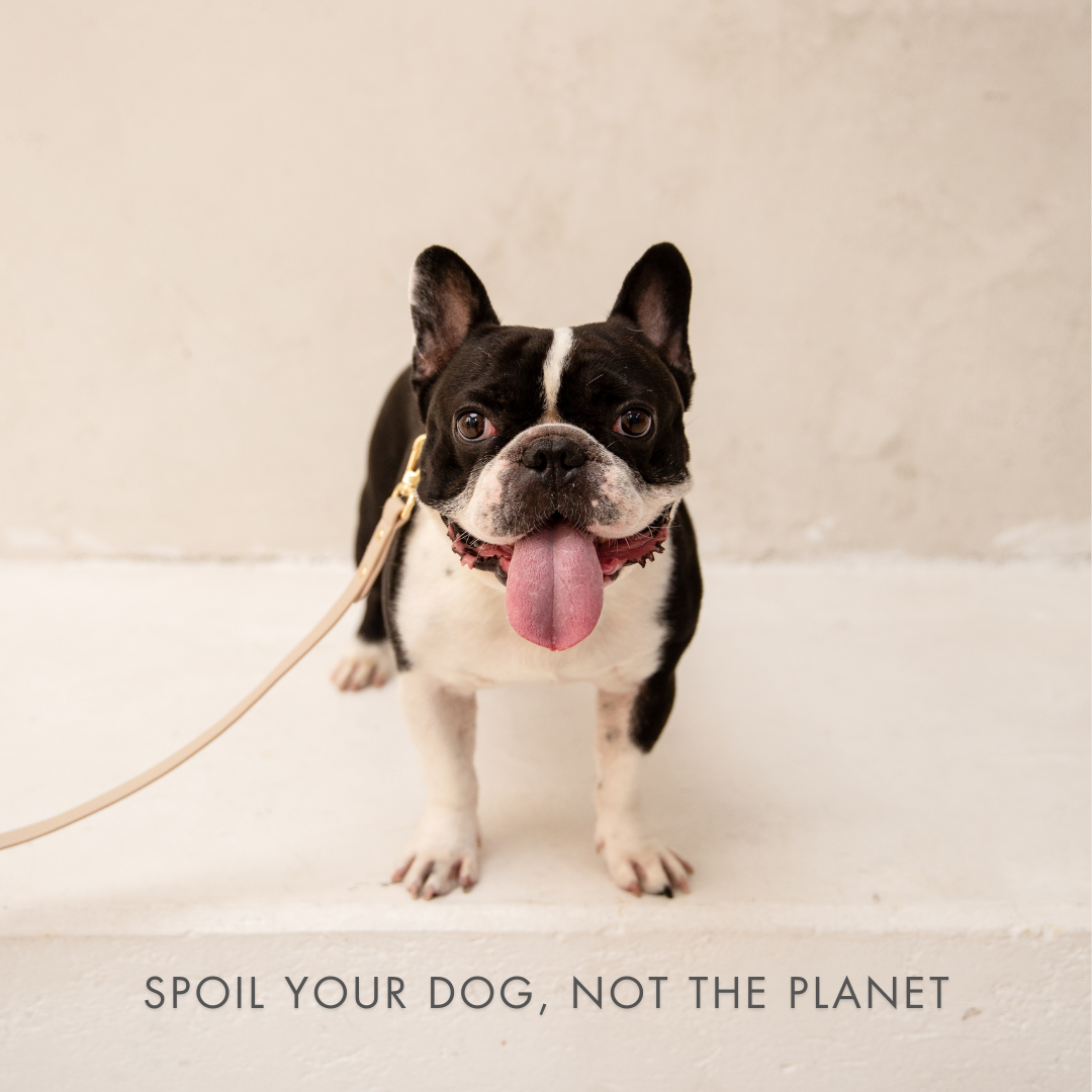 Collar - Compatible con AirTag - Cuero Vegano - Cupertino