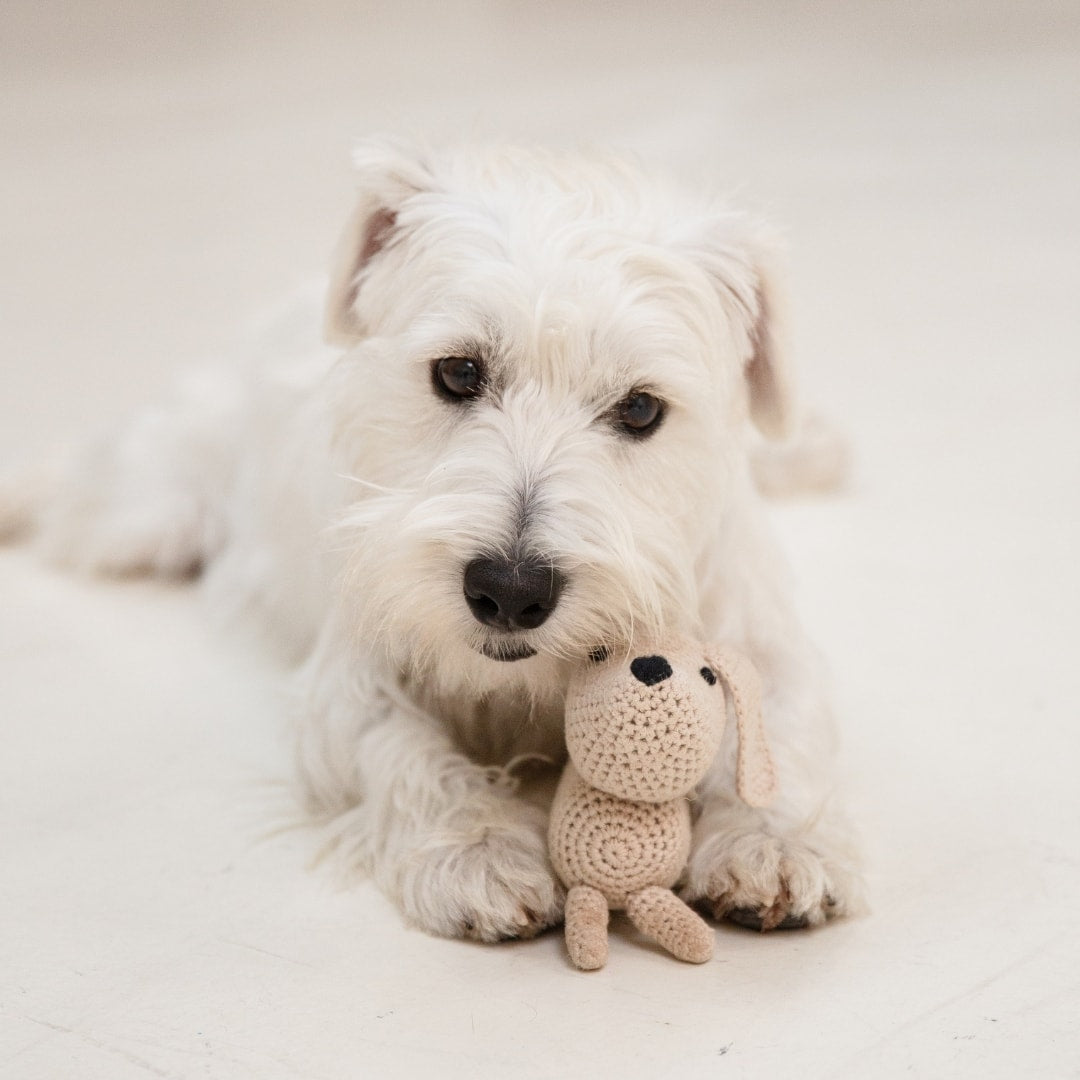Juguete orgánico para perros