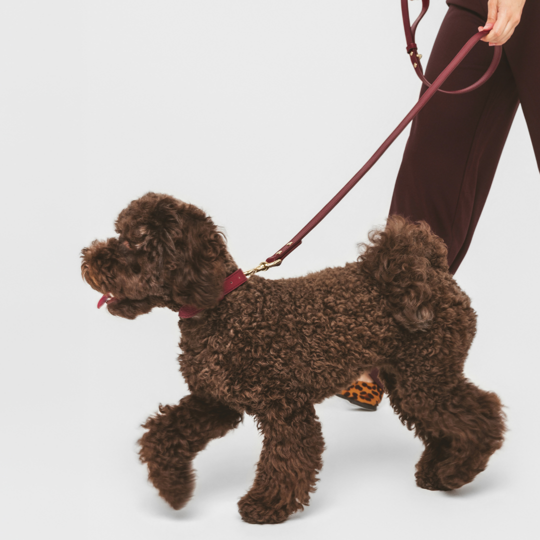 ELEVATE Cherry Leash