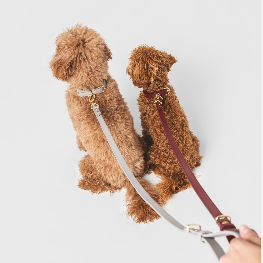 ELEVATE Cloud Leash